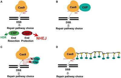 Enhancement of Precise Gene Editing by the Association of Cas9 With Homologous Recombination Factors